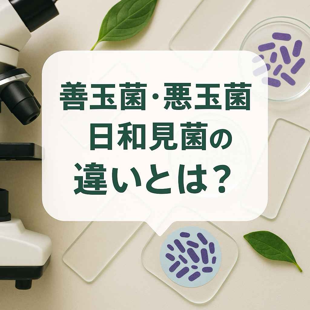 善玉菌・悪玉菌・日和見菌の違いとは?腸内細菌の役割を解説